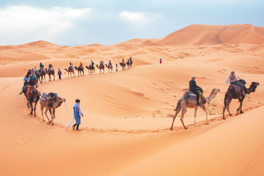 Camel Merzouga