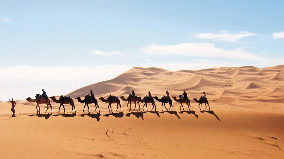 Camel Sahara Desert