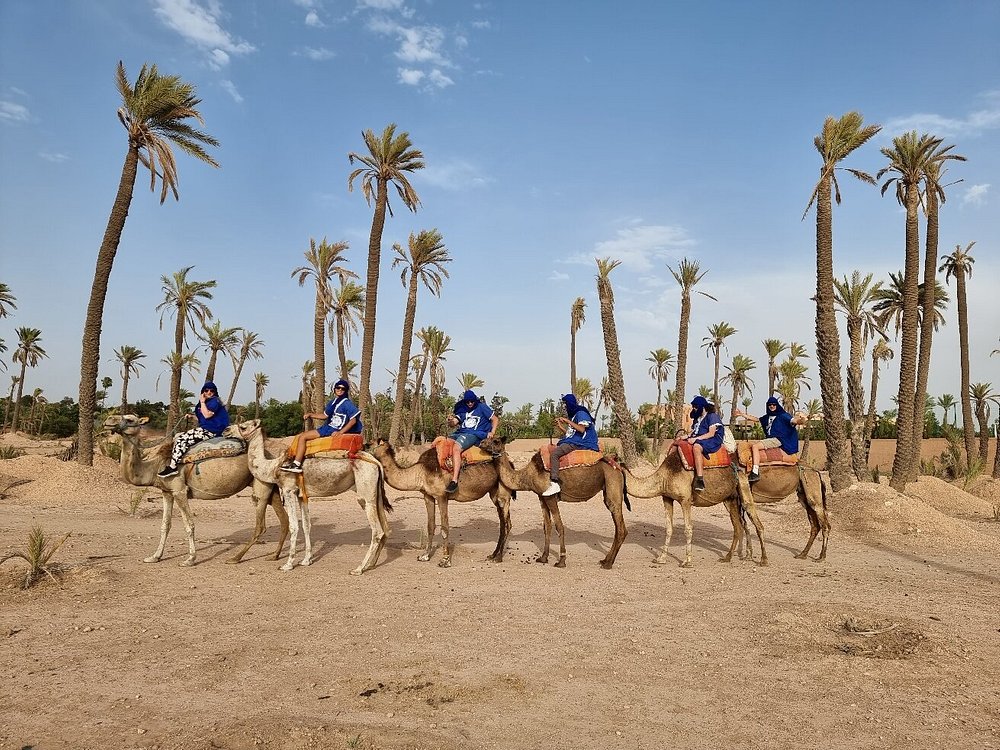 Palm groves marrakech